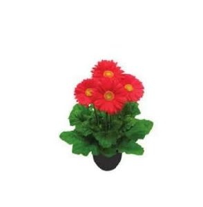 Gerbera Tissue Culture Plants