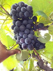 fresh black grapes