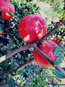 Fresh Pomegranate