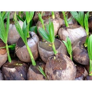 Natural Coconut Seedlings