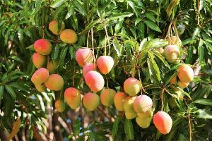 mango plants