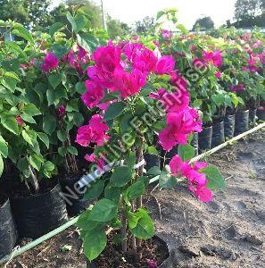 Pink Bougainvillea Plant