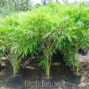 Buddha Belly Bamboo Plant