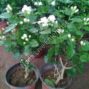 Jasmine Plant