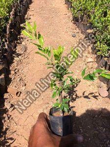 Pomegranate Plant