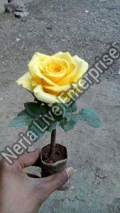 Yellow Rose Plant