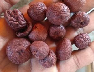 areca nut