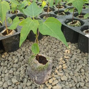 Papaya Plant