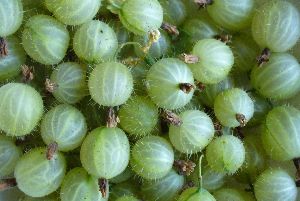 Organic Fresh Green Currant