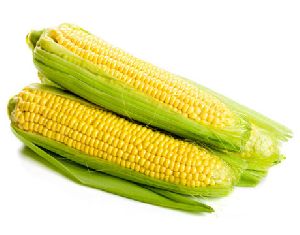 Fresh Corn