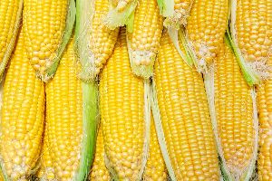 Fresh Yellow Corn