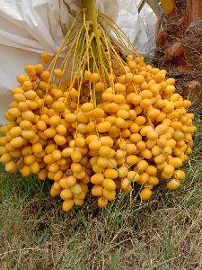 Barhai Dates