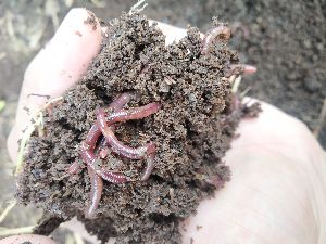 Earthworm Eisenia Fetida
