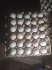 Desi duck hatching eggs sale