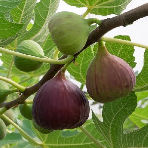 fresh fig