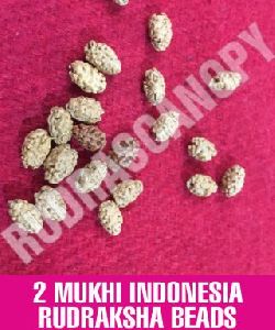 2 Mukhi Indonesia Rudraksha Bead