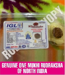 One mukhi rudraksha bead( North Inda)