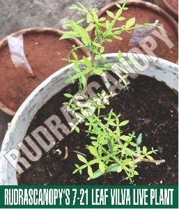 Rare 7-21 Leaf Maha Vilva Live Plant