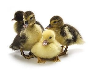 Duck Chicks