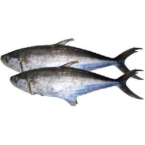 Fresh Surmai Fish