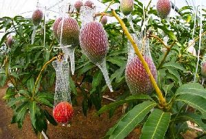 Miyazaki Mango Plant