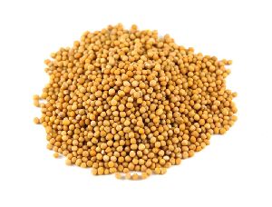 yellow mustard seeds