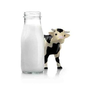 cow milk