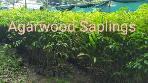 Agarwood Saplings