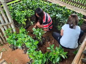 Coffee Saplings