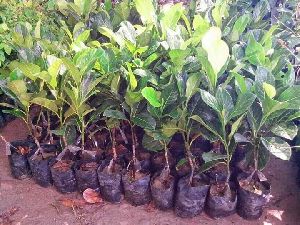 Jack Fruit Saplings