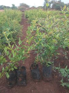 Pomegranate Saplings