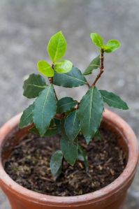 Bay Leaf Plant