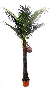 coconut plant