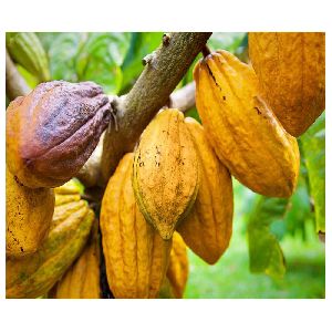 Best Quality Cocoa Beans Arriba Cacao beans Dried Raw Cacao Fermented Cocoa Beans