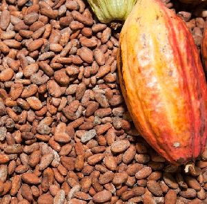 High Grade Cocoa Beans Ariba Cacao beans Dried Raw Cacao Fermented Cocoa Beans