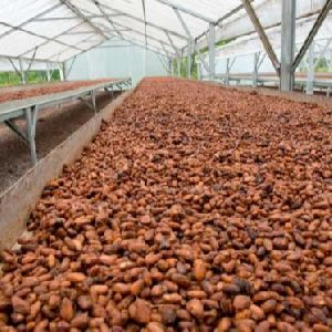 Quality Cocoa Beans Ariba Cacao beans Dried Raw Cacao Fermented Cocoa Beans