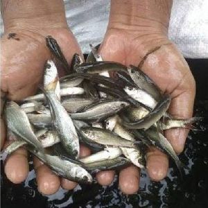 LNT Bakara Fish Seed