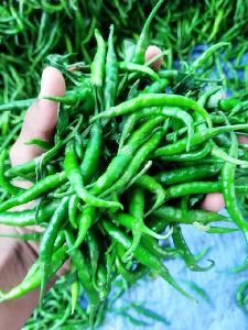 fresh green chilli