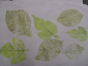 Leaf Impression Papers