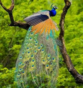 Tour Operators & Travel Agency