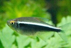 Black Neon Tetra Fish
