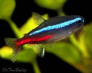 Neon Tetra Fish at Rs 20 / Piece in Mumbai - ID: 4983923