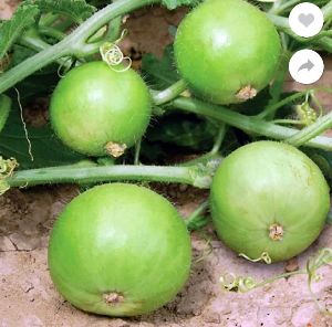 Fresh Apple Gourd