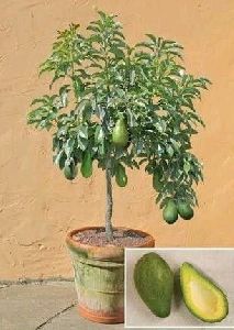 Grafted Avocado Plant