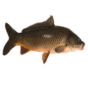 wholesale rate of rohu fish