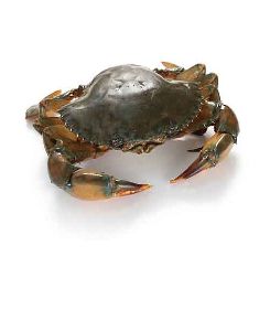 Live Mud Crab