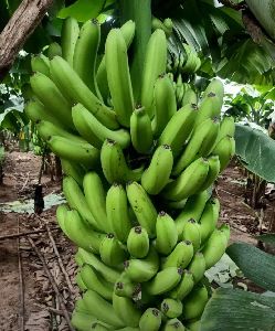 G9 fresh green Banana export quality