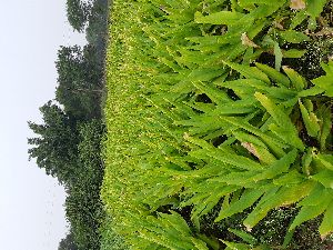 Turmeric powder Manufacturing