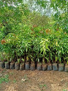 Kesar mango grafted tree plants