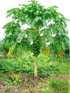 papaya plant